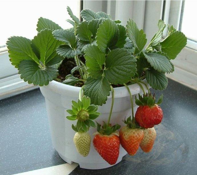 如何种植草莓盆栽（阳台种草莓的方法与技巧）