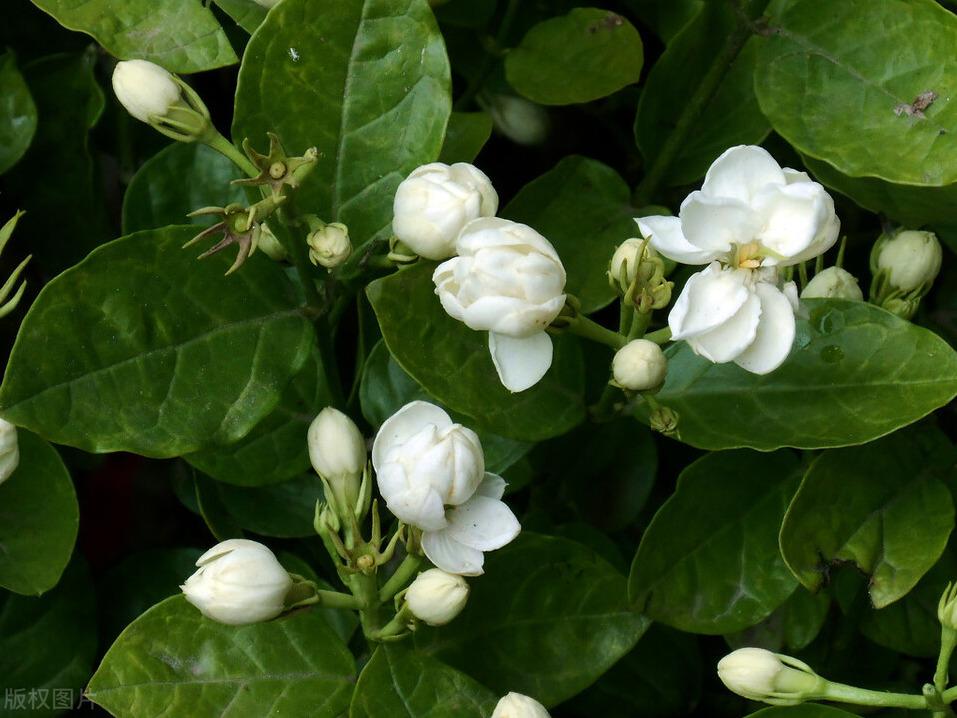 茉莉花的养殖方法（茉莉花的种植注意事项）