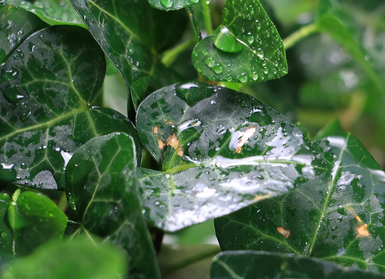 客厅水培什么植物最好（适合家养的水培植物推荐）