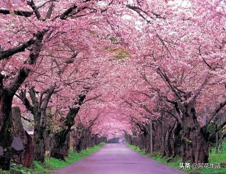 樱花花语是什么（关于樱花的真正含义）