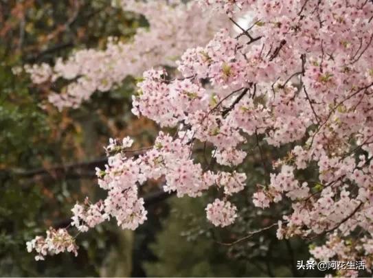 樱花花语是什么（关于樱花的真正含义）