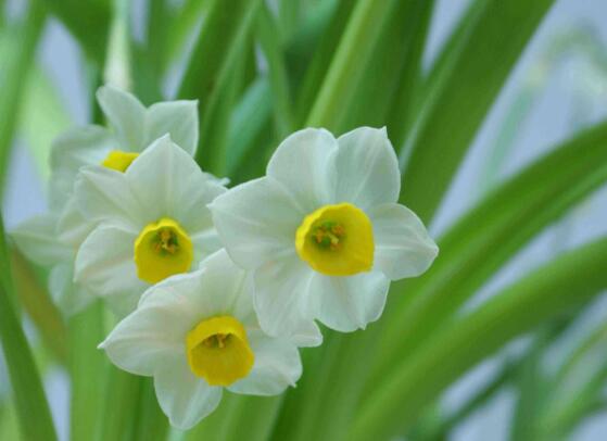 水仙花语是什么意思（水仙花象征的意义）