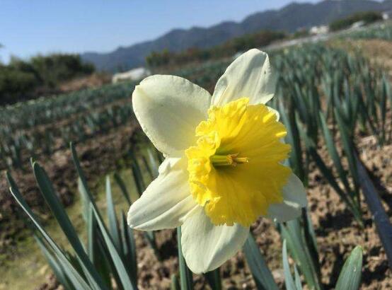 水仙花语是什么意思（水仙花象征的意义）