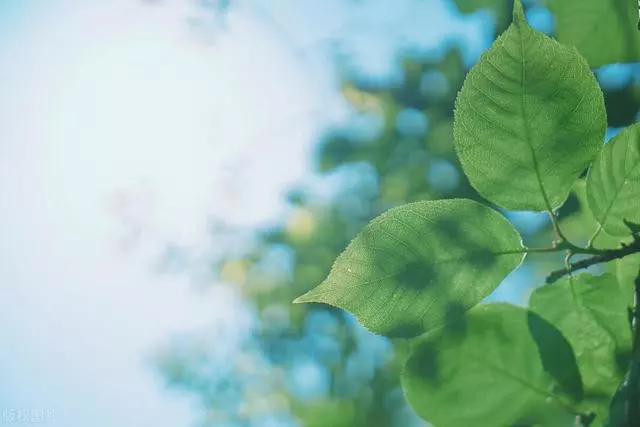 20句立夏文案，时至立夏，万物繁茂