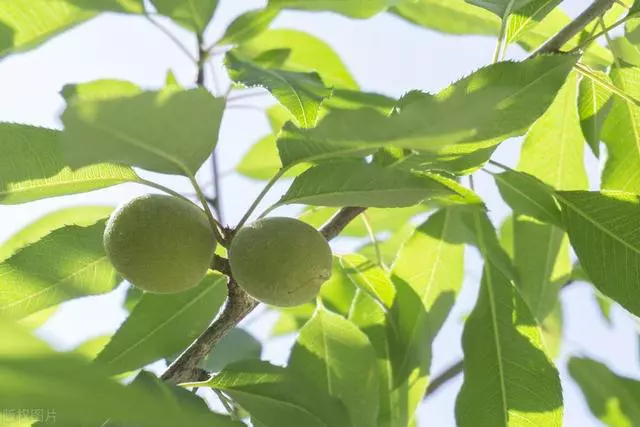 20句立夏文案，时至立夏，万物繁茂