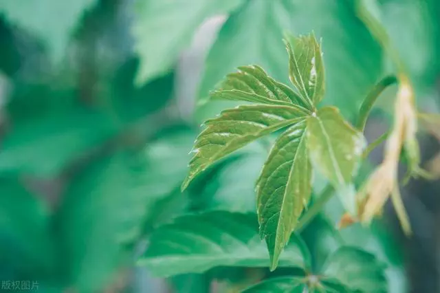 20句立夏文案，时至立夏，万物繁茂