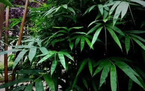 十首诗词初夏好，从来夏浅胜春朝。