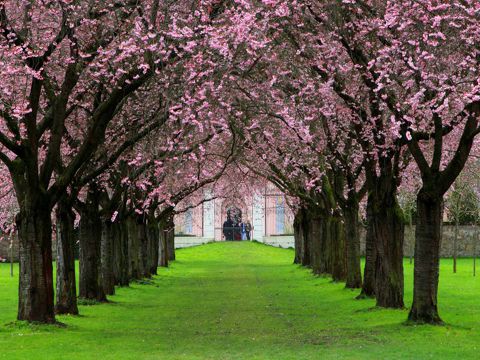 樱花的唯美心情句子    人们边走边观赏樱花，也另有一番风景
