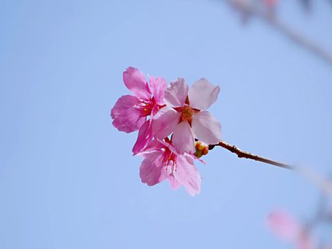 春节和情人节连一块的心情说说 春节和情人节一起发朋友圈的心情说说