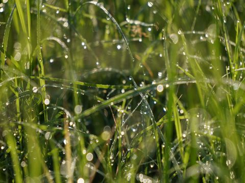 2023清明节小长假第一天说说心情 清明时节雨纷纷