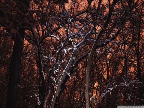 名家笔下唯美的秋天 听秋夜里的虫鸣