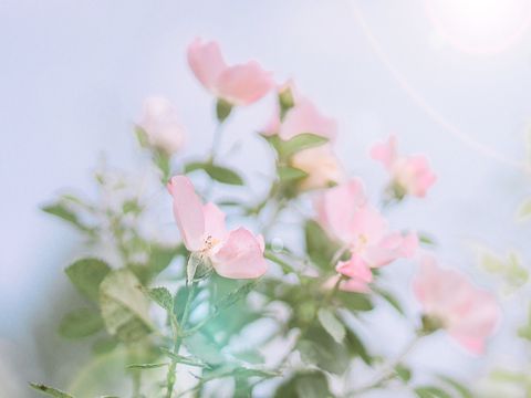 2023春季赏樱花的唯美句子 樱花盛开的好听语录