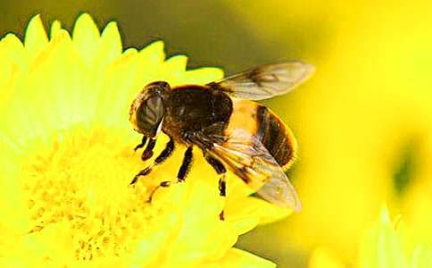 蜜蜂的作文集锦(8篇)