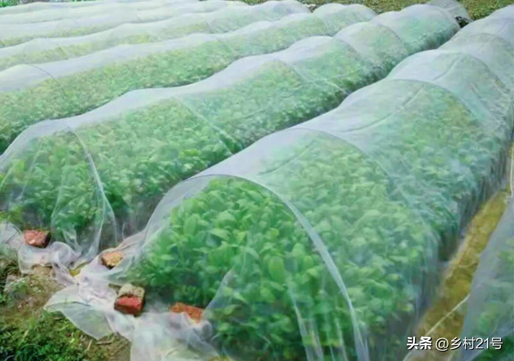 白萝卜什么时候种植好（白萝卜的种植方法步骤）