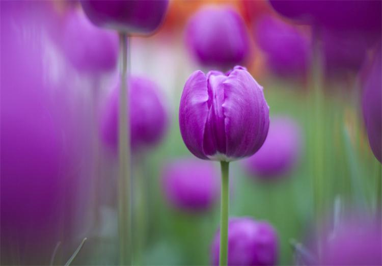 紫郁金香的花语是什么意思（郁金香的历史和花语）
