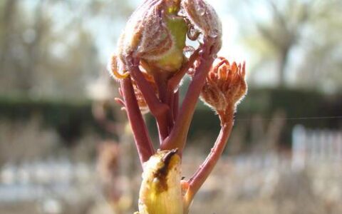 牡丹花春季修剪方法图解（关于牡丹花的种植和时间）