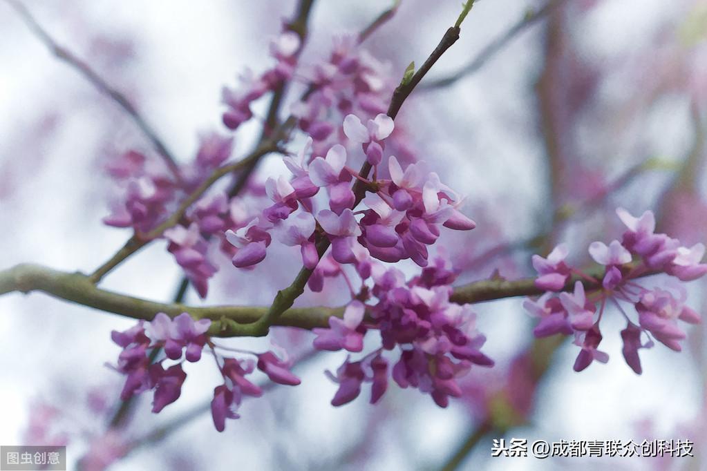 紫荆花花期是什么时候（关于紫荆花的开放季节）