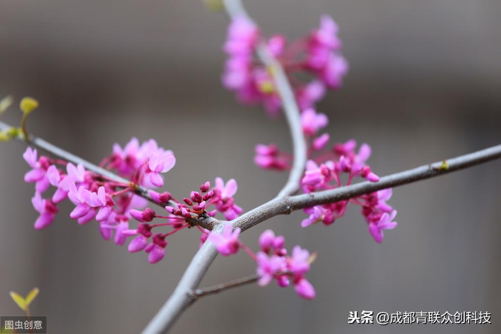 紫荆花花期是什么时候（关于紫荆花的开放季节）