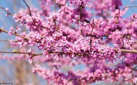 紫荆花花期是什么时候（关于紫荆花的开放季节）