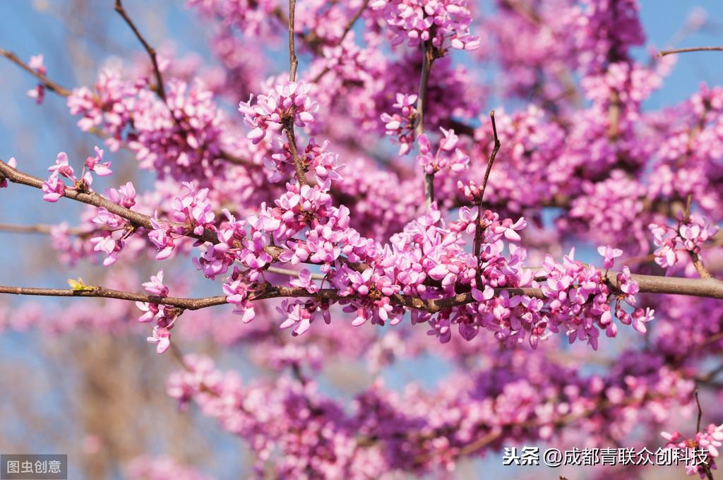 紫荆花花期是什么时候（关于紫荆花的开放季节）