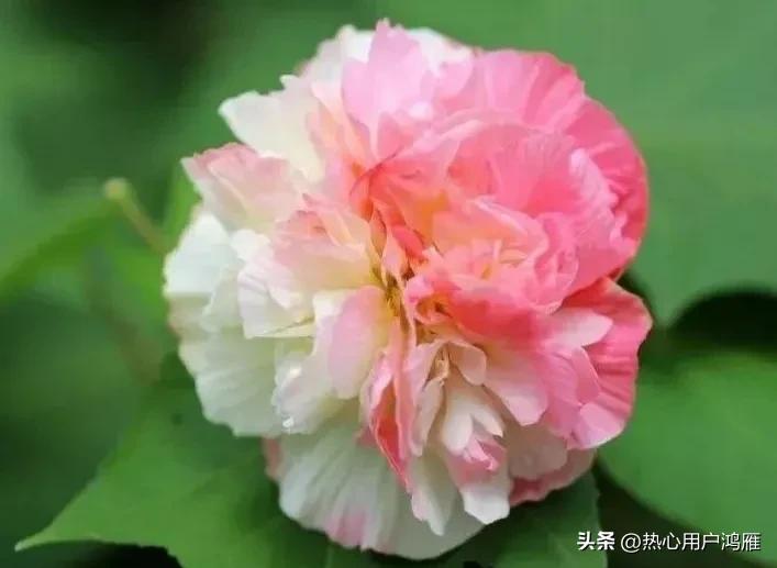 木芙蓉花的寓意和花语（木芙蓉花语的含义以及神话传说 ）