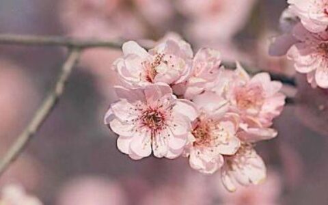 梅花开在什么季节（关于梅花最佳观赏时间）