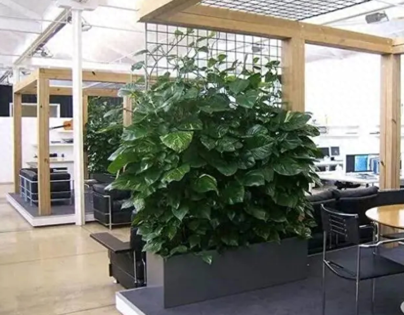 适合办公室的大型盆栽有哪些（办公室常见盆栽植物）