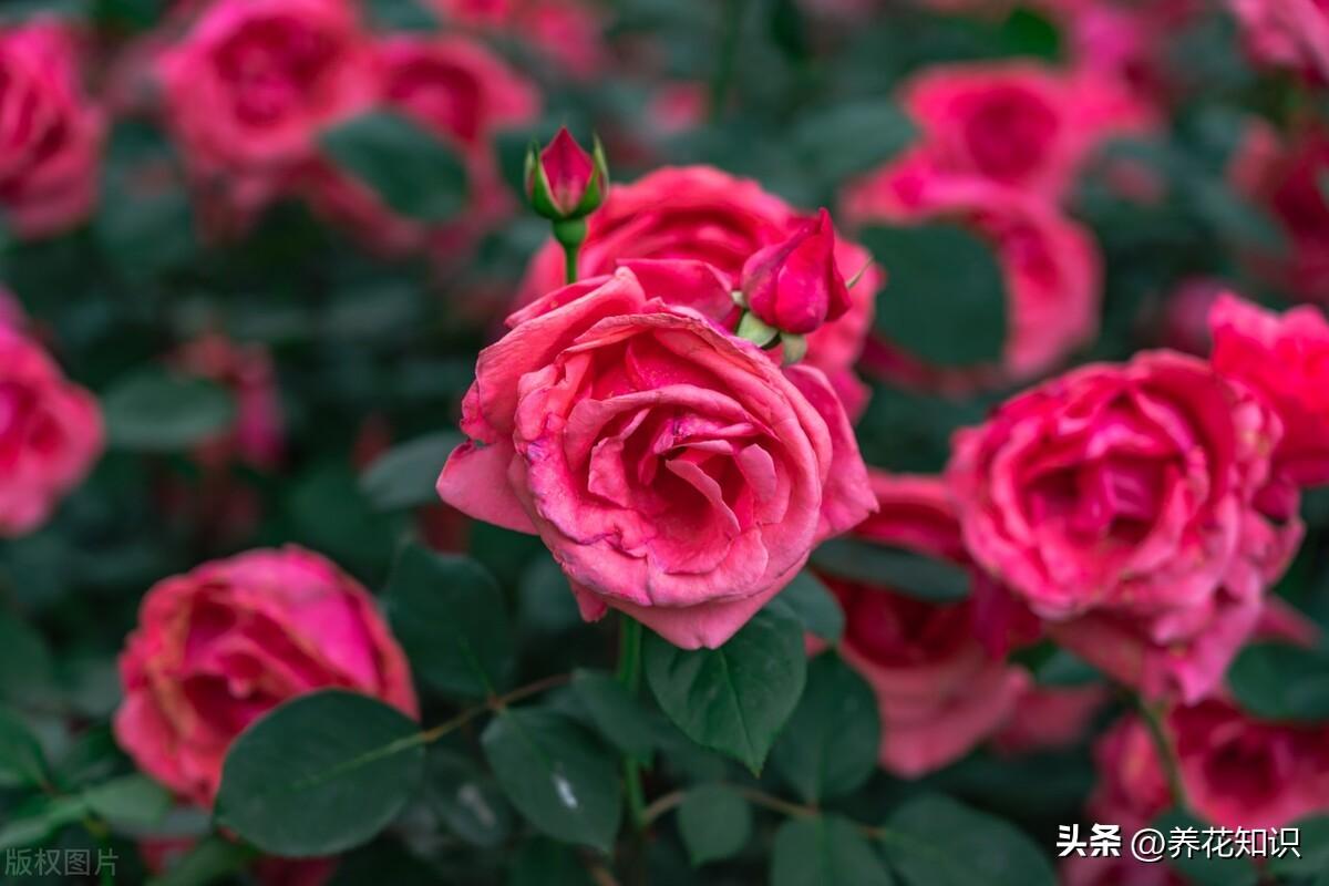 月季花栽培管理要点（海南月季花的养殖方法）