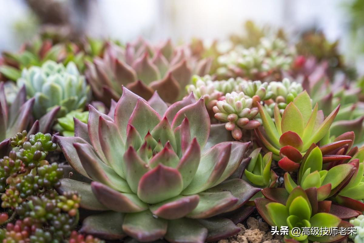 多肉种植用什么土壤最好养（关于多肉扦插生根最快方法）