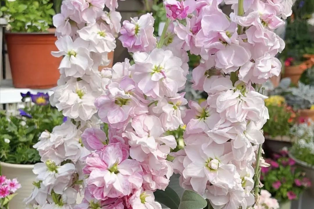 花期长好看又好养的花室内植物（适合在家里养的绿植）