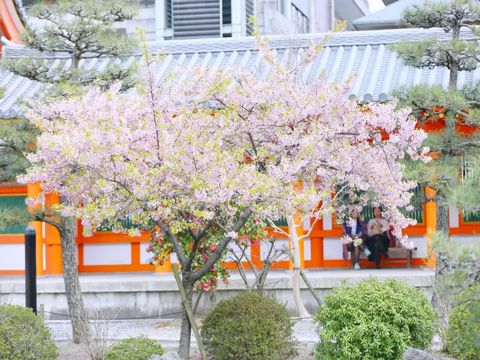 九月九重阳登高的空间说说 人人登高忙节节盼高升