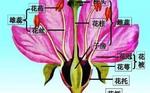 花萼是花的哪个部分组成（花托和花萼的区别）