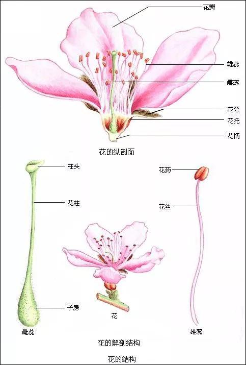 花萼是花的哪个部分组成（花托和花萼的区别）