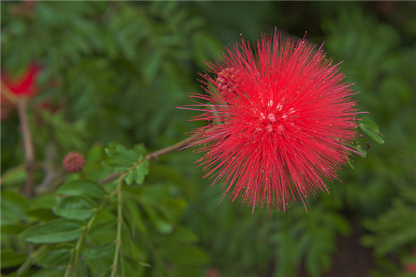 朱樱花的花语和寓意（朱缨花图片和介绍）