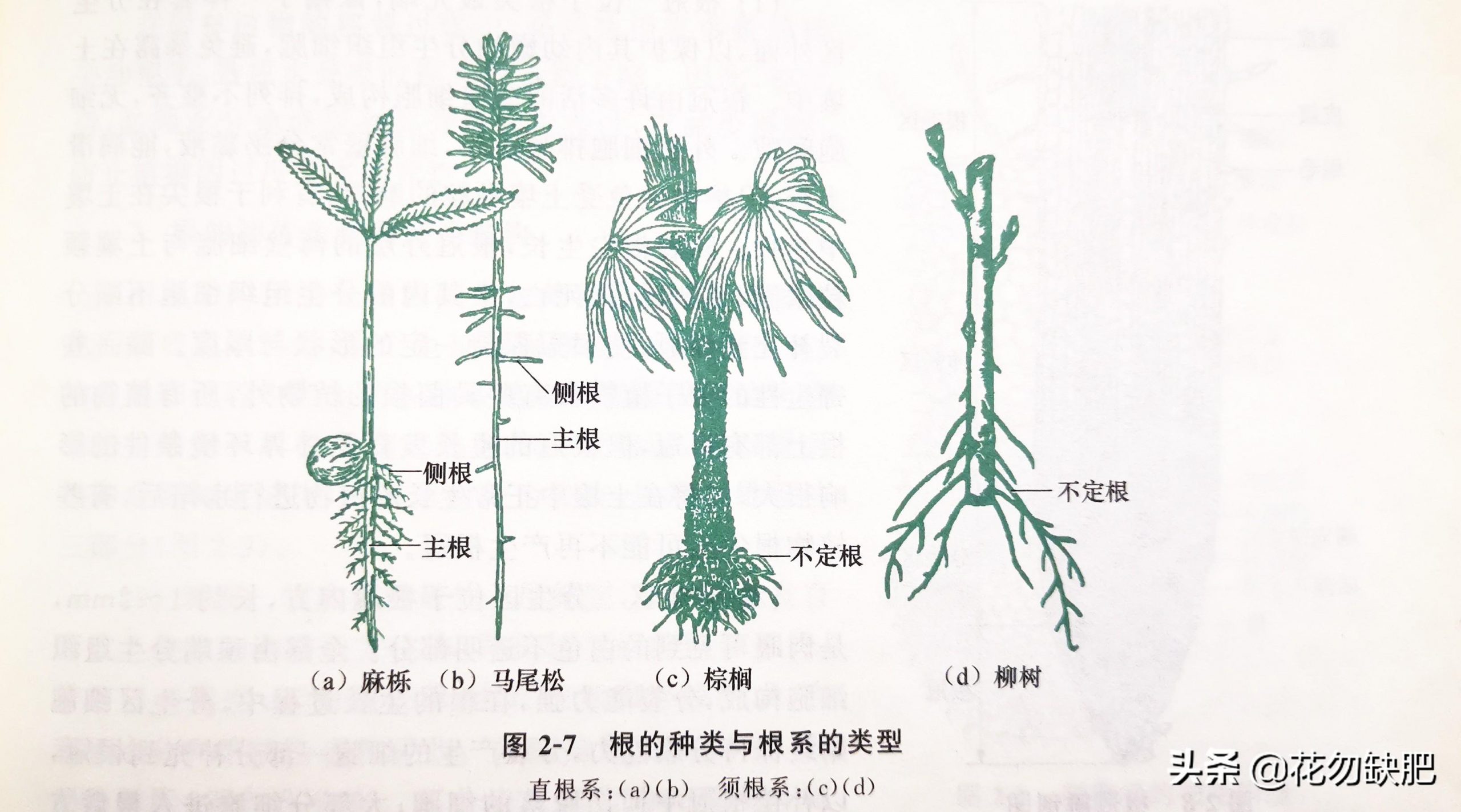 根的作用有哪些（详解植物根的种类）