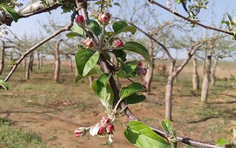 花芽分化是什么意思（花芽分化通俗的解释）