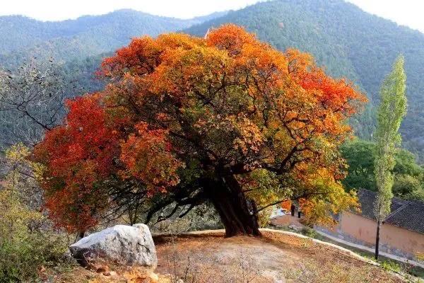 秋天的树有哪些（代表秋天的种类）