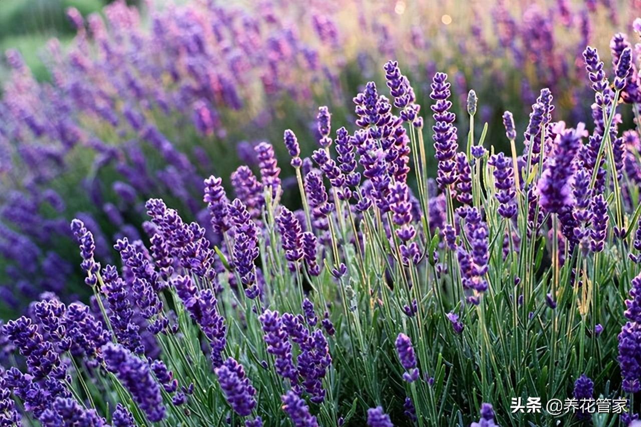 代表爱情的花有哪些（盘点10种象征爱情的花）