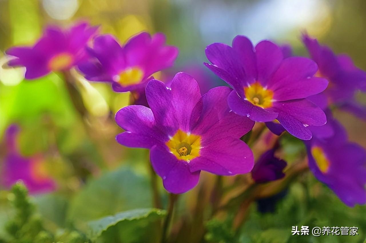 代表爱情的花有哪些（盘点10种象征爱情的花）