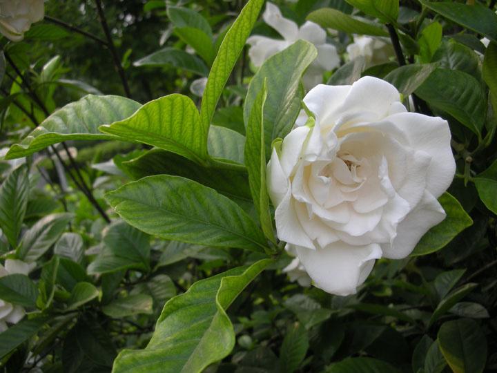 代表爱情的花有哪些（盘点10种象征爱情的花）