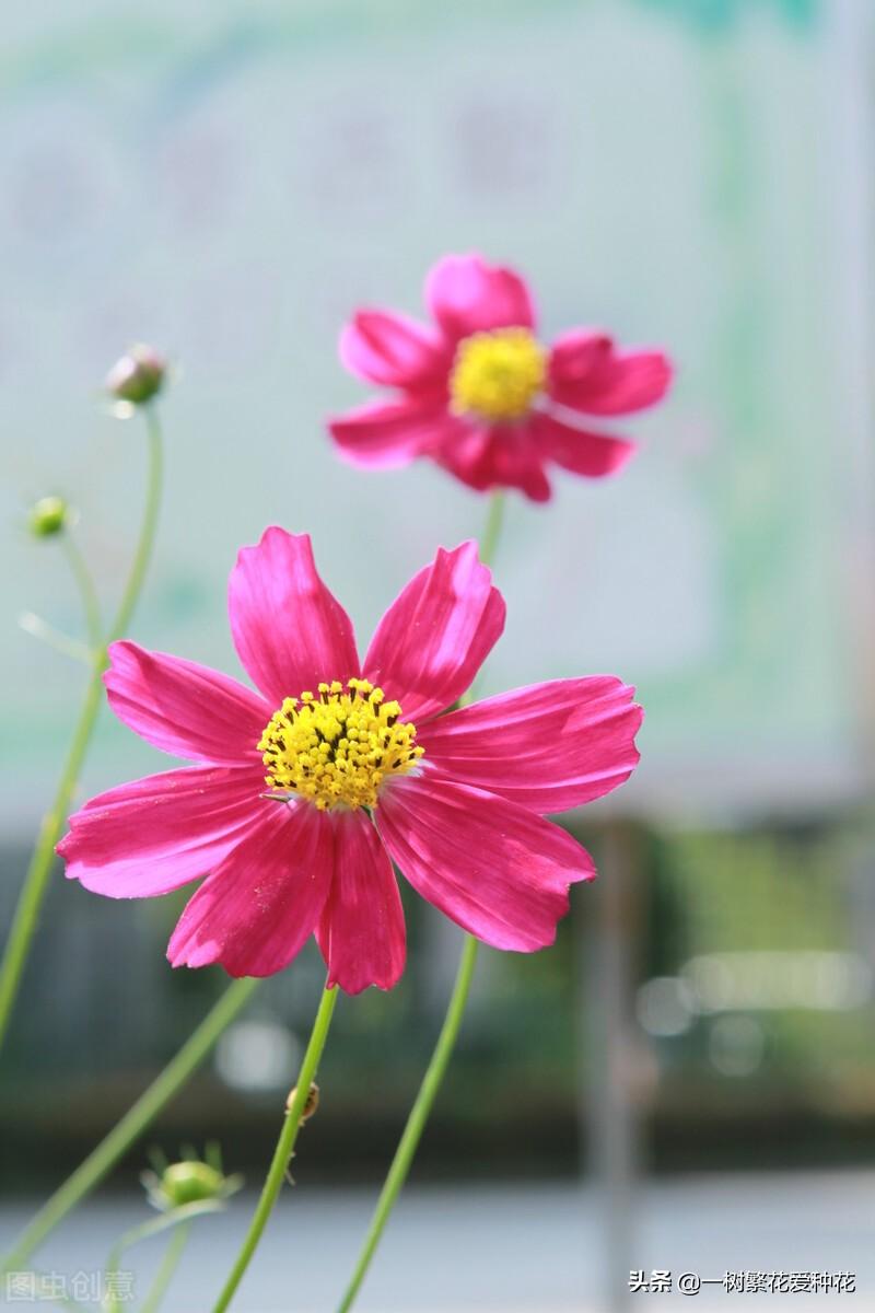 秋天开的常见的花有哪些（盘点10种代表秋天的花）