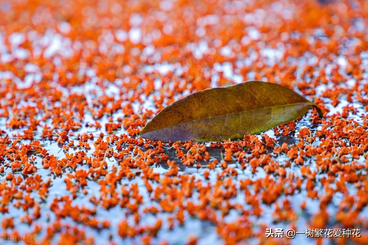 秋天开的常见的花有哪些（盘点10种代表秋天的花）