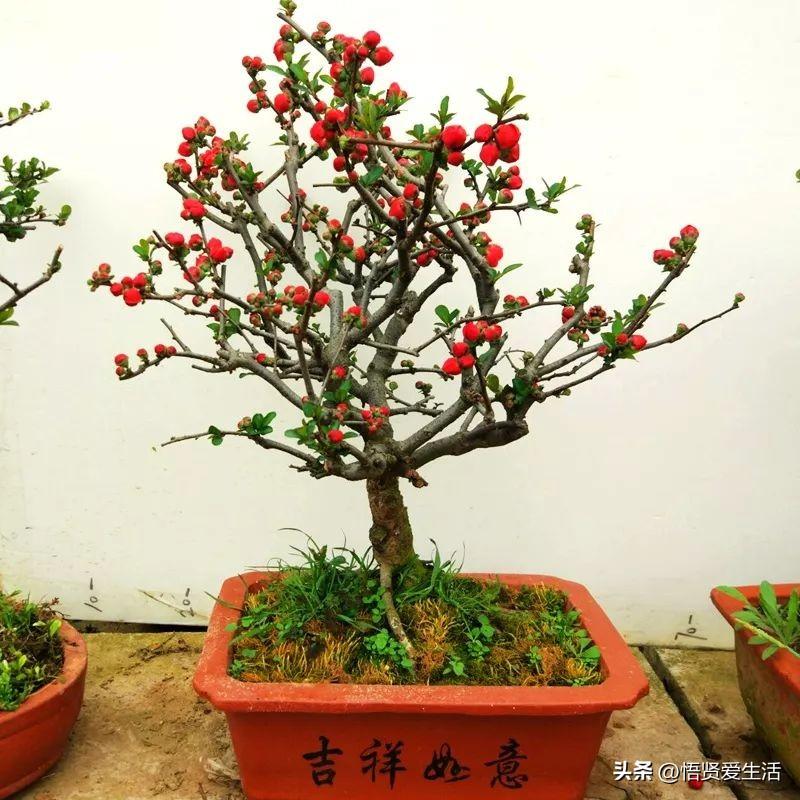 中国十大名贵花树（十大名贵树苗品种介绍）