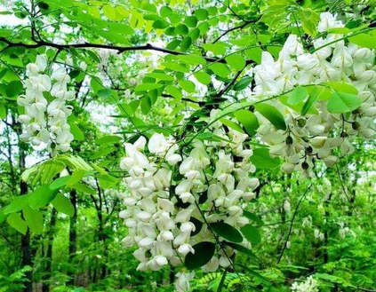 槐花的花语是什么意思（槐花的寓意和象征）