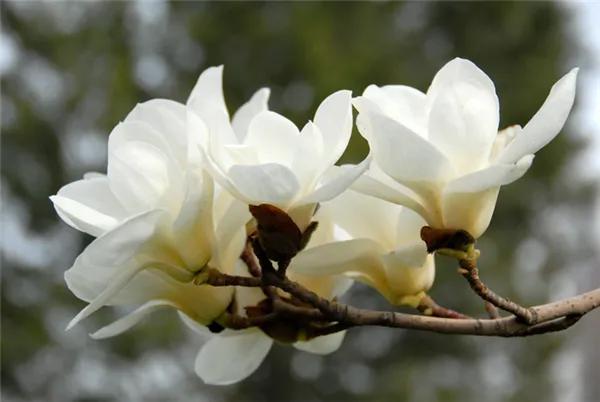 白玉兰花的花语和寓意是什么（关于玉兰花的象征意义）