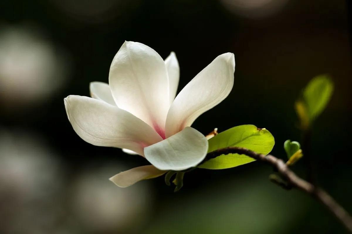 白玉兰花的花语和寓意是什么（关于玉兰花的象征意义）