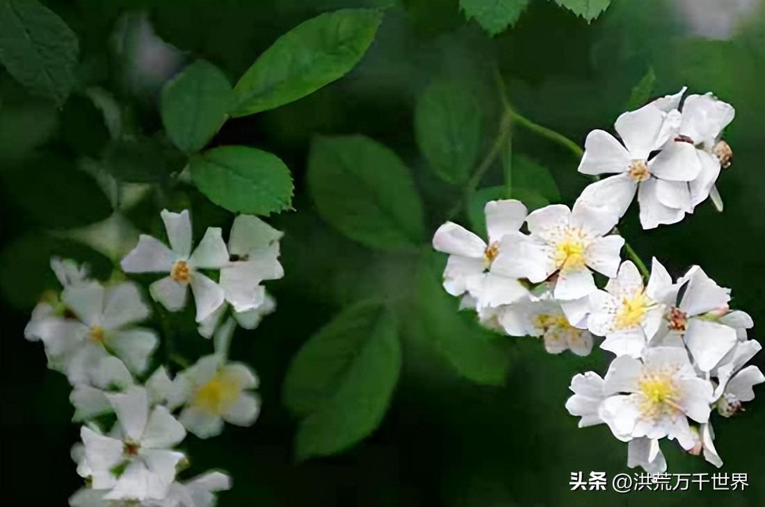 荼蘼花花语是什么（荼蘼花的寓意和象征）