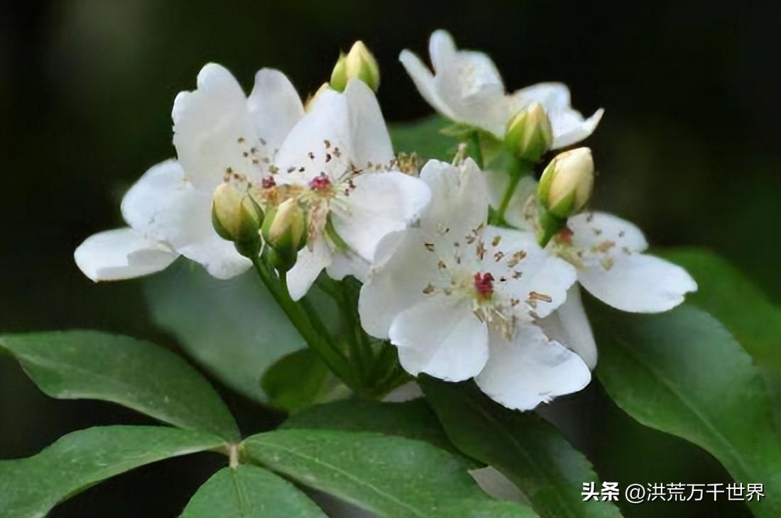 荼蘼花花语是什么（荼蘼花的寓意和象征）