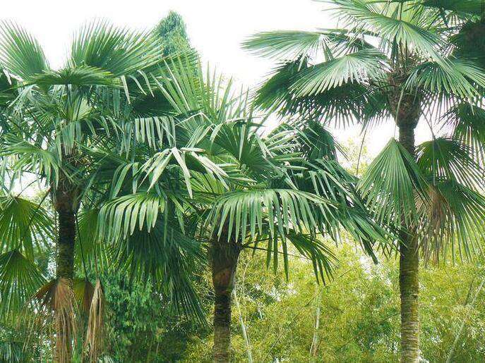棕榈树的种类及图片大全（常见的棕榈科植物简介）