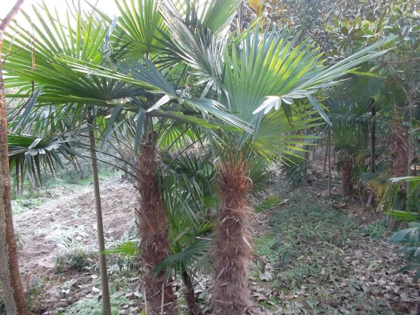 棕榈树的种类及图片大全（常见的棕榈科植物简介）